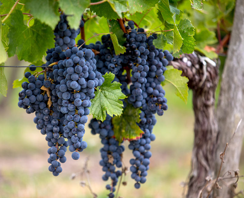 Uva Merlot